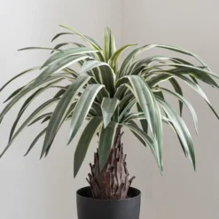 Artificial Dracaena Plant In Black Plant Pot -EGLO Shop 1000161718 alt02