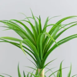 Artificial Yucca Plant In White Ceramic Plant Pot -EGLO Shop 1000183215 alt03