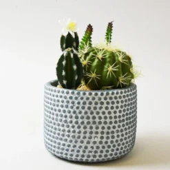 Artificial Cactus In Textured Blue And White Plant Pot