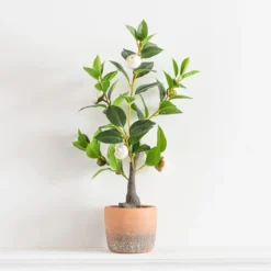 Artificial Camellia Tree In Terracotta Plant Pot -EGLO Shop 30724533 alt03