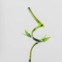 Artificial Lucky Bamboo Stem -EGLO Shop 30870093 alt02