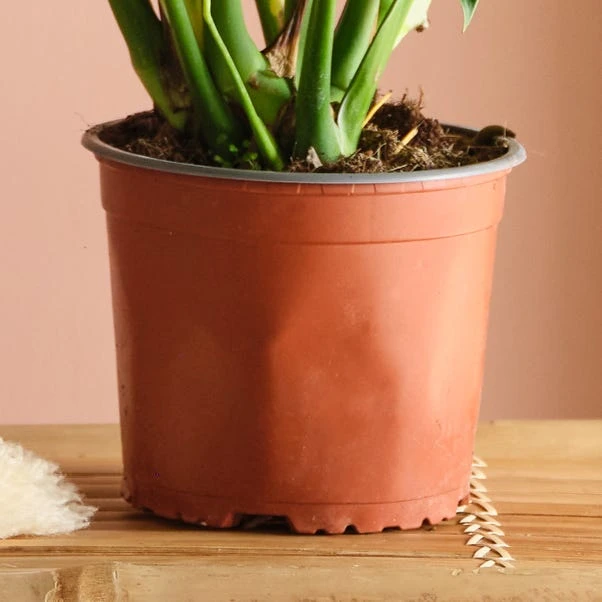 Swiss Cheese House Plant 8 Swiss Cheese House Plant - Image 8