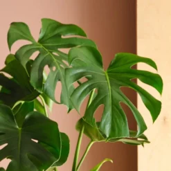 Swiss Cheese House Plant In Elho Pot -EGLO Shop 30875283 alt01