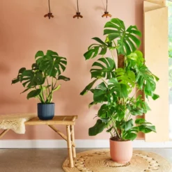 Swiss Cheese House Plant In Elho Pot -EGLO Shop 30875283 alt03