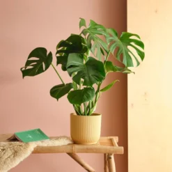 Swiss Cheese House Plant In Elho Pot -EGLO Shop 30875284