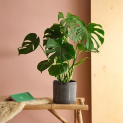 Swiss Cheese House Plant In Capri Pot 34 Swiss Cheese House Plant In Capri Pot -EGLO Shop 30875286