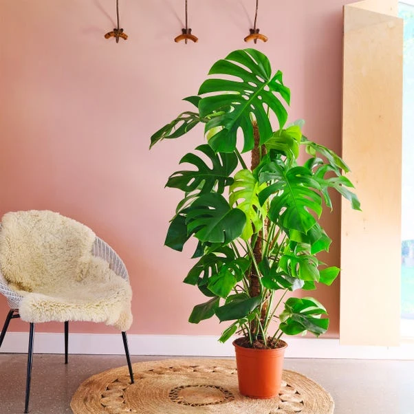 Swiss Cheese House Plant 1 Swiss Cheese House Plant