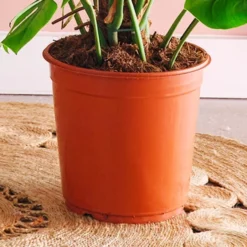 Swiss Cheese House Plant 12 Swiss Cheese House Plant -EGLO Shop 30875293 alt02