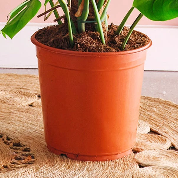 Swiss Cheese House Plant 3 Swiss Cheese House Plant - Image 3