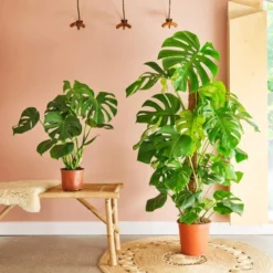 Swiss Cheese House Plant 13 Swiss Cheese House Plant -EGLO Shop 30875293 alt03