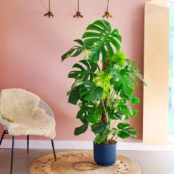 Swiss Cheese House Plant In Elho Pot -EGLO Shop 30875295