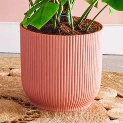 Swiss Cheese House Plant In Elho Pot -EGLO Shop 30875296 alt02