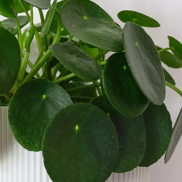 Chinese Money House Plant 2 Chinese Money House Plant - Image 2