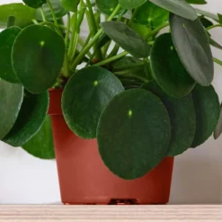 Chinese Money House Plant 8 Chinese Money House Plant -EGLO Shop 30875523 alt02