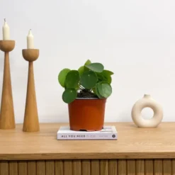 Chinese Money House Plant 9 Chinese Money House Plant -EGLO Shop 30875523 alt03