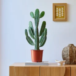 Cowboy Cactus House Plant