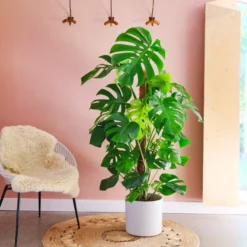 Swiss Cheese House Plant In Capri Pot 25 Swiss Cheese House Plant In Capri Pot -EGLO Shop 30876006