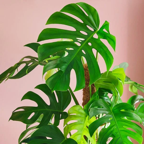 Swiss Cheese House Plant In Capri Pot 7 Swiss Cheese House Plant In Capri Pot - Image 7