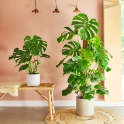 Swiss Cheese House Plant In Capri Pot 28 Swiss Cheese House Plant In Capri Pot -EGLO Shop 30876006 alt03