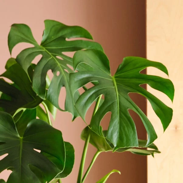 Swiss Cheese House Plant In Capri Pot 2 Swiss Cheese House Plant In Capri Pot - Image 2