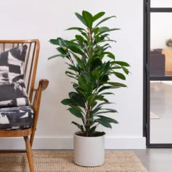 African Fig House Plant In Capri Pot -EGLO Shop 30876036