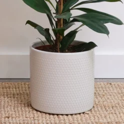 African Fig House Plant In Capri Pot -EGLO Shop 30876036 alt02