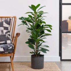 African Fig House Plant In Capri Pot -EGLO Shop 30876037