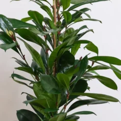 African Fig House Plant In Capri Pot -EGLO Shop 30876037 alt01