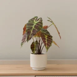 Artificial Alocasia In Ribbed Cream Ceramic Plant Pot -EGLO Shop 30894985 alt03