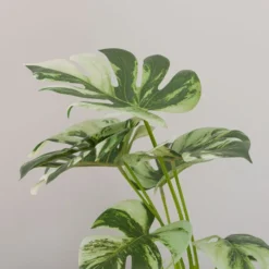 Artificial Cheese Plant In White Cement Plant Pot -EGLO Shop 30918336 alt02