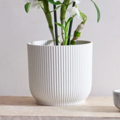 Dendrobium Bamboo Orchid House Plant In Vibes Pot -EGLO Shop 30920698 alt02