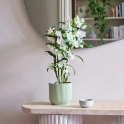 Dendrobium Bamboo Orchid House Plant In Vibes Pot -EGLO Shop 30920702