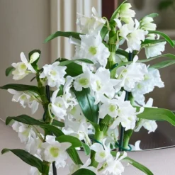 Dendrobium Bamboo Orchid House Plant In Vibes Pot -EGLO Shop 30920702 alt01