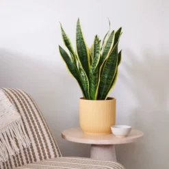 Snake House Plant In Elho Pot -EGLO Shop 30920754