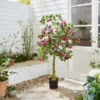 Artificial Purple Bougainvillea Tree In Black Plastic Plant Pot