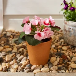 Artificial Geranium In Plant Pot 6 Artificial Geranium In Plant Pot -EGLO Shop 30926355