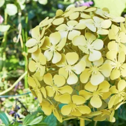 Sophie Robinson Giant Allium Garden Stake 13 Sophie Robinson Giant Allium Garden Stake -EGLO Shop 30933368 alt01