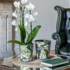 Kew Botanical Retreat Planter With Saucer