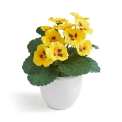 Artificial Yellow Pansy In White Ceramic Plant Pot -EGLO Shop 30960666 alt02