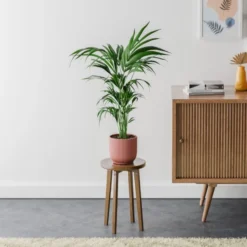 Kentia Palm House Plant In Elho Pot -EGLO Shop 30963512