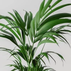 Kentia Palm House Plant In Elho Pot -EGLO Shop 30963512 alt01
