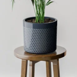 Kentia Palm House Plant In Capri Pot -EGLO Shop 30963515 alt02