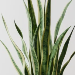 Snake House Plant In Elho Pot -EGLO Shop 30963561 alt01