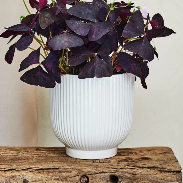 Oxalis House Plant In Ribbed Ceramic Pot 14 Oxalis House Plant In Ribbed Ceramic Pot - Image 14