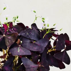 Oxalis House Plant In Ribbed Ceramic Pot 26 Oxalis House Plant In Ribbed Ceramic Pot -EGLO Shop 30963587 alt01