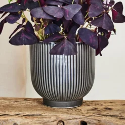 Oxalis House Plant In Ribbed Ceramic Pot 28 Oxalis House Plant In Ribbed Ceramic Pot -EGLO Shop 30963587 alt03
