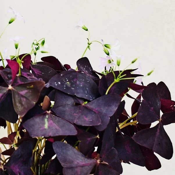 Oxalis House Plant In Ribbed Ceramic Pot 2 Oxalis House Plant In Ribbed Ceramic Pot - Image 2