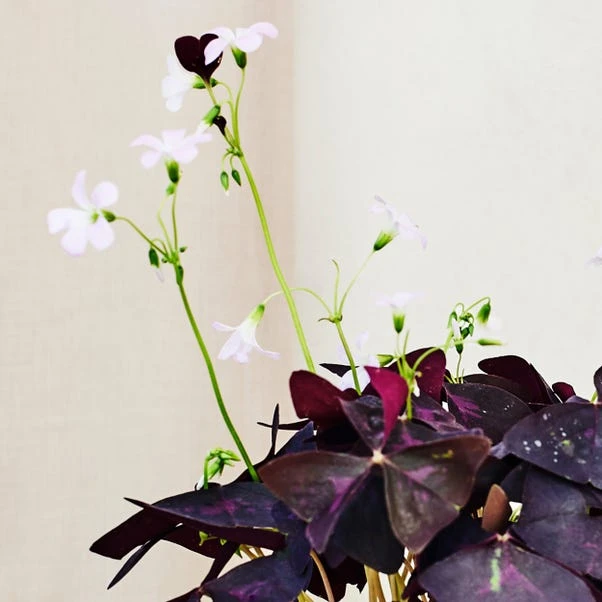 Oxalis House Plant In Ribbed Ceramic Pot 3 Oxalis House Plant In Ribbed Ceramic Pot - Image 3