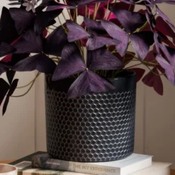 Oxalis House Plant In Capri Pot 18 Oxalis House Plant In Capri Pot -EGLO Shop 30963590 alt02