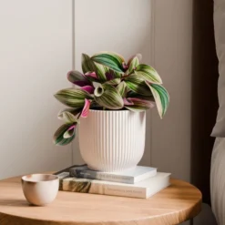Tradescantia Nanouk House Plant In Elho Vibes Pot -EGLO Shop 30963597